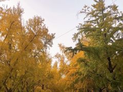 -三里屯东五街银杏大道