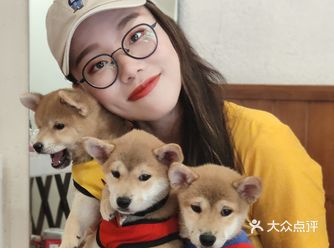 不到3个月的小奶狗撸柴太快乐了