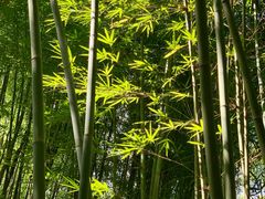 -深圳仙湖植物园