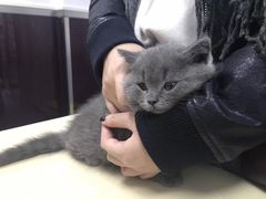 -顺强宠物诊所·狂犬免疫·夜诊·骨科(嘉定店)