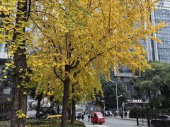 -重庆市江北嘴中央商务区中央公园