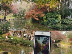 -秋霞圃