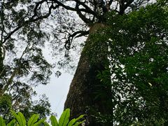 -海南热带雨林国家公园吊罗山景区