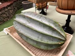 -呀路古热带植物园