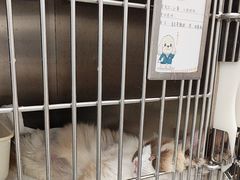 -瑞派康怡24h宠物医院·犬猫医疗中心·微创绝育(瑞景分院)