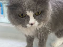 -喵园·猫主题咖啡厅·撸猫·猫咖(国贸店)