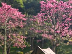 -云溪植物园
