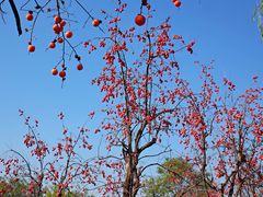 景点-西安汉城湖景区