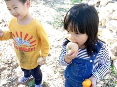 -小慧大桃观光采摘园