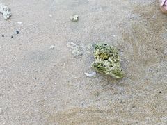 -东郊椰林