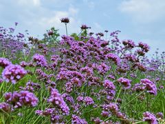 -洋湖国家湿地公园