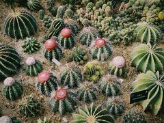 -深圳仙湖植物园