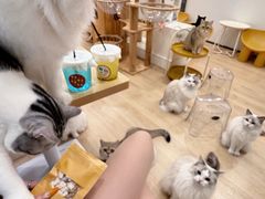 -有喵·猫咖·狗咖·40+猫狗有小奶狗(岗厦店)