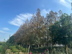 -上海长兴岛郊野公园