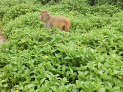 -海南热带野生动植物园