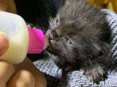 -瑞派天宁宠物医院·猫科·异宠中心