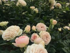 -人民公园(罗湖区)