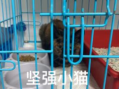 -贝康宠物医院·犬猫全科·小动物特色诊疗中心(东环路店)