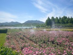 -君乐宝优致牧场