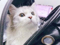 -爱侣宠医·鹦鹉专科·小型哺乳类·异宠专科(灵石路店)