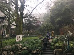 -十八棵（老龙井）御茶园(老龙井店)