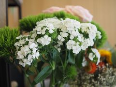 -蝶舍·MAISON PAPILLON