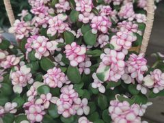 -三圣花乡旅游区