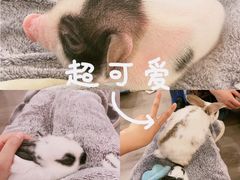 -浣熊柯尔鸭土拨鼠·电玩咖