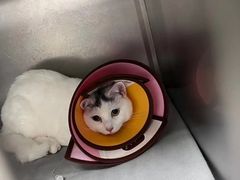 -安安宠医·安宠宠物医院