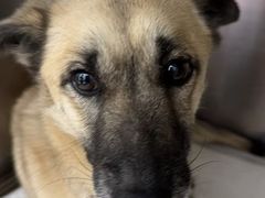 -宠福鑫康馨动物医院·骨科·眼科