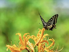 -国家植物园南园