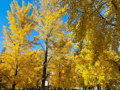 -the rug 飞毯 (朝阳公园店)