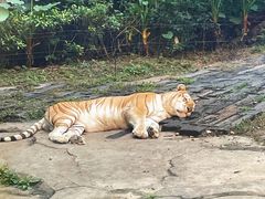 -广州长隆野生动物世界