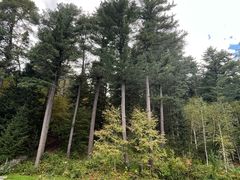 -五营红松林海景区