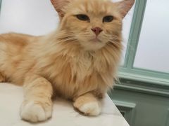 -安格丽娜·狗咖·猫咖羊驼咖(春熙路百盛商场店)