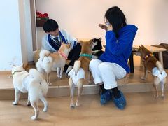 -南京Hallo宠物乐园·哈罗犬舍·柴犬繁育基地