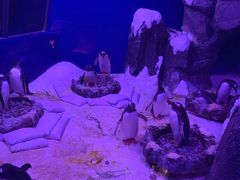 -暹罗海洋世界
