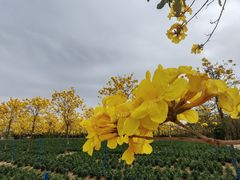 -天适樱花悠乐园