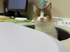 -芭比堂动物医院·CT·微创中心(新顺分院)