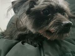 -宠福鑫康馨动物医院·骨科·眼科