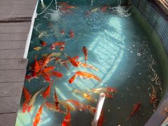 -鲤鱼塘农家山庄