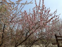 -桃花堤公园