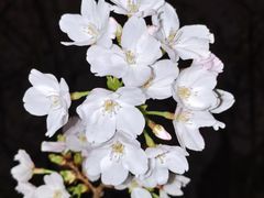 -西北湖绿化广场