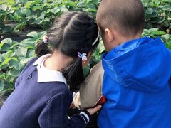 -小鱼草莓采摘园农家乐·小鱼餐厅