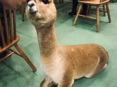 -藦茜花园宠物主题亲子互动体验馆(国顺东路店)
