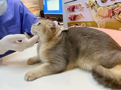 -御宝贝·A梦猫科宠物医院(国际猫友好医院)