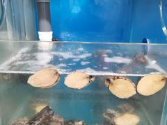 水产区-宾朋海鲜特色美食餐厅·纯手工鲅鱼水饺(兴海路店)