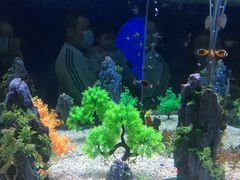 -烟台海昌鲸鲨海洋公园