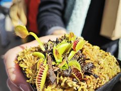 -昆明植物园