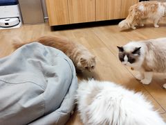 -唐小姐の私宠·宠物洗护美容·撸猫馆·购宠(周浦万达旗舰店)